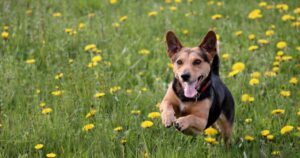 Black and tan dog running through spring grass field