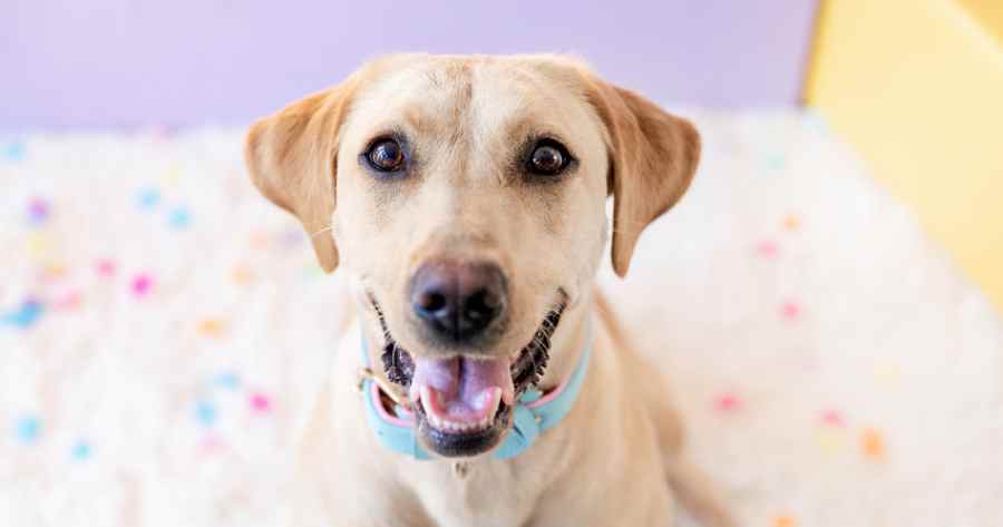 Golden Labrador looking into camera from sitting position, with birthday party confetti behind