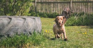 Wet Spaniel running in grass field towards camera