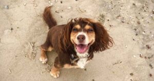 Brown and tan Spaniel sitting on sandy beach, looking up at camera with mouth open