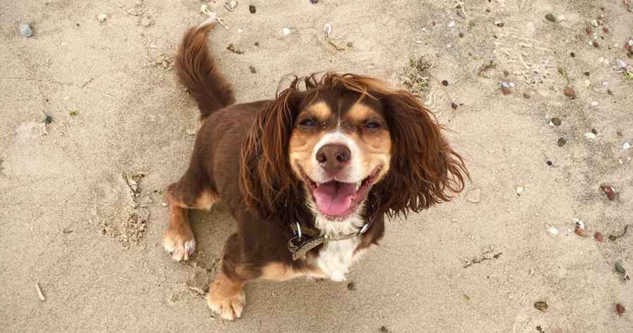 Brown and tan Spaniel sitting on sandy beach, looking up at camera with mouth open