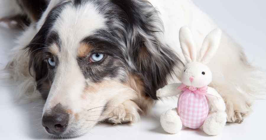 Australian Shepherd lying down with Easter bunny toy