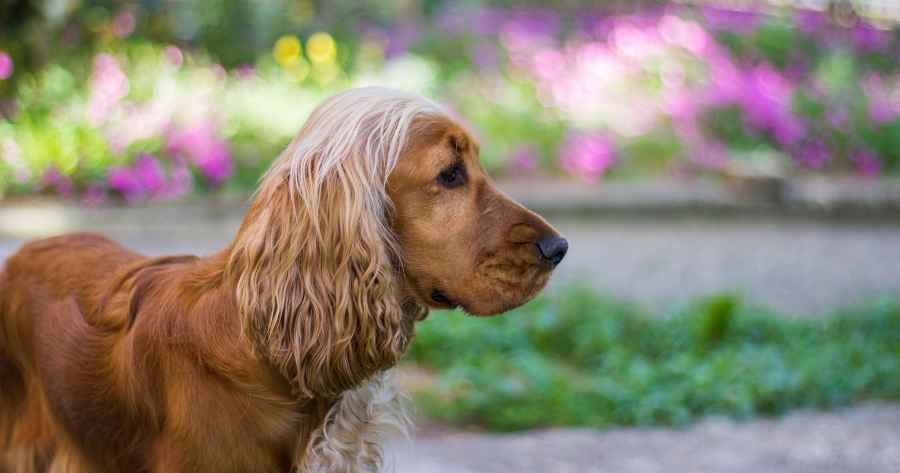 Golden Cocker Spaniel looking right in front of blurred garden background