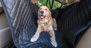 Golden Retriever on a dog seat cover in the back of a car, restrained with a dog seat belt
