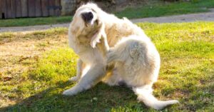 Golden Retriever sitting on grass scratching ear