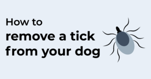 Blue background reading "how to remove a tick from your dog" with a small illustrated tick to the right