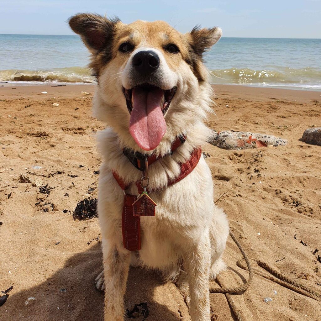 can you take dogs on formby beach