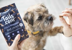 Border Terrier staring intently at Cold-Pressed Duck Reward being held by owner
