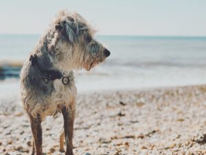 Schanuzer x Jack Russell standing on a pebble beach with the sea behind and wet legs looking to the right