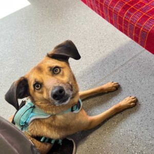 Dog lying down on quiet train, looking up at camera, corner of red train seat visible top right