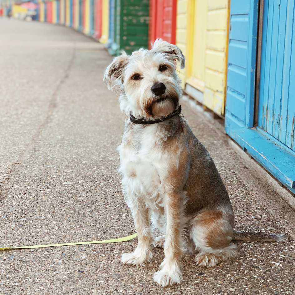 Miniature Schnauzer x Jack Russell sitting in front of multicolored beach huts on a fun day out.