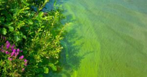 River with blue-green algae visible, making water a green colour, plants blooming on left on riverbank