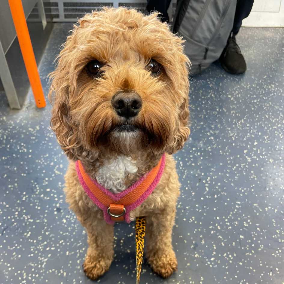Red Cavapoo sitting on quiet train, looking at camera