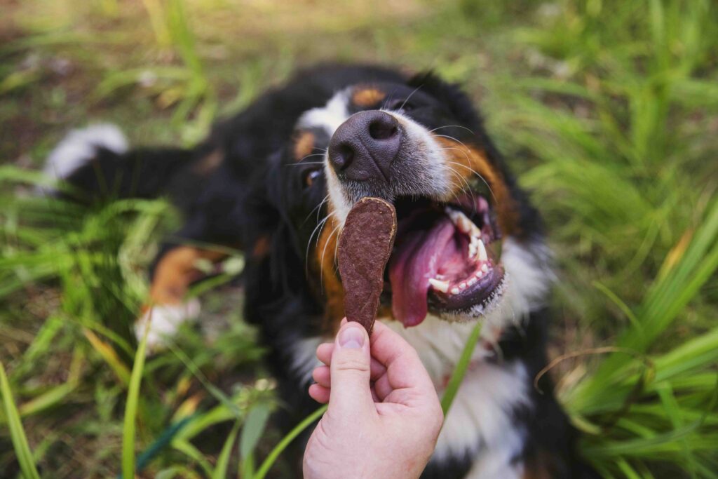 Bernese Mountain Dog reaching to eat high value Seriously Meaty Jerky treat