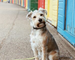 Schnauzer x Jack Russell sitting in front of colourful beach huts looking at the camera