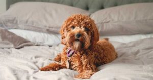 Red Cavapoo lying in the middle of double bed happily looking toward camera