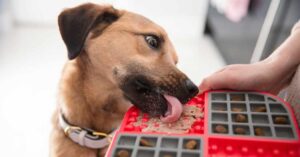 Small cross breed rescue dog licking wet food off LickiMat slomo enrichment feeder