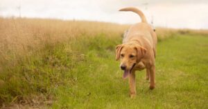 Grass seeds on long grass in a field, with dog walking on shorter grass towards camera