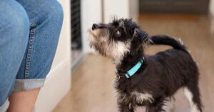 Schnauzer adolescent dog standing on the floor looking up at person to lhe left
