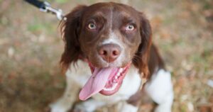 Springer Spaniel on lead sitting staring directly up into camera