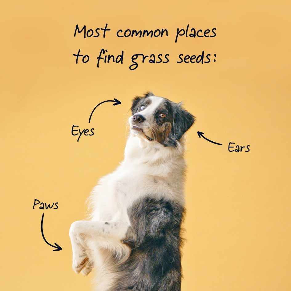 How to check your dog for grass seeds and why it’s important