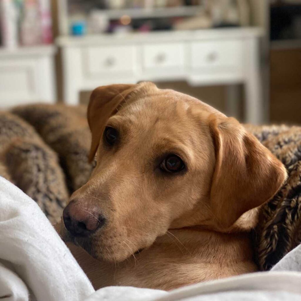 Golden Labrador half asleep on bed with blanket over the top, looking back up over should at camera