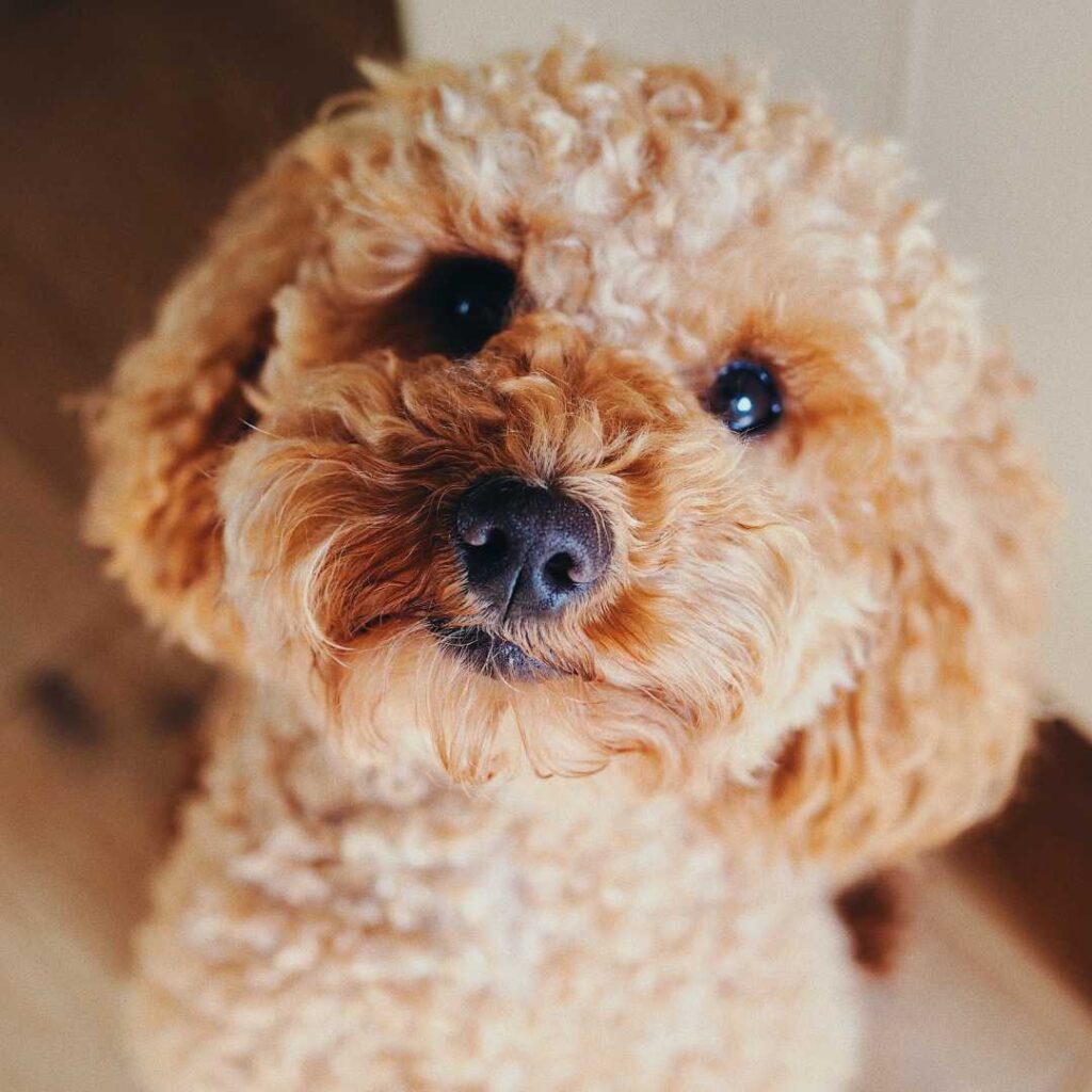 Minature Poodle staring up into camera