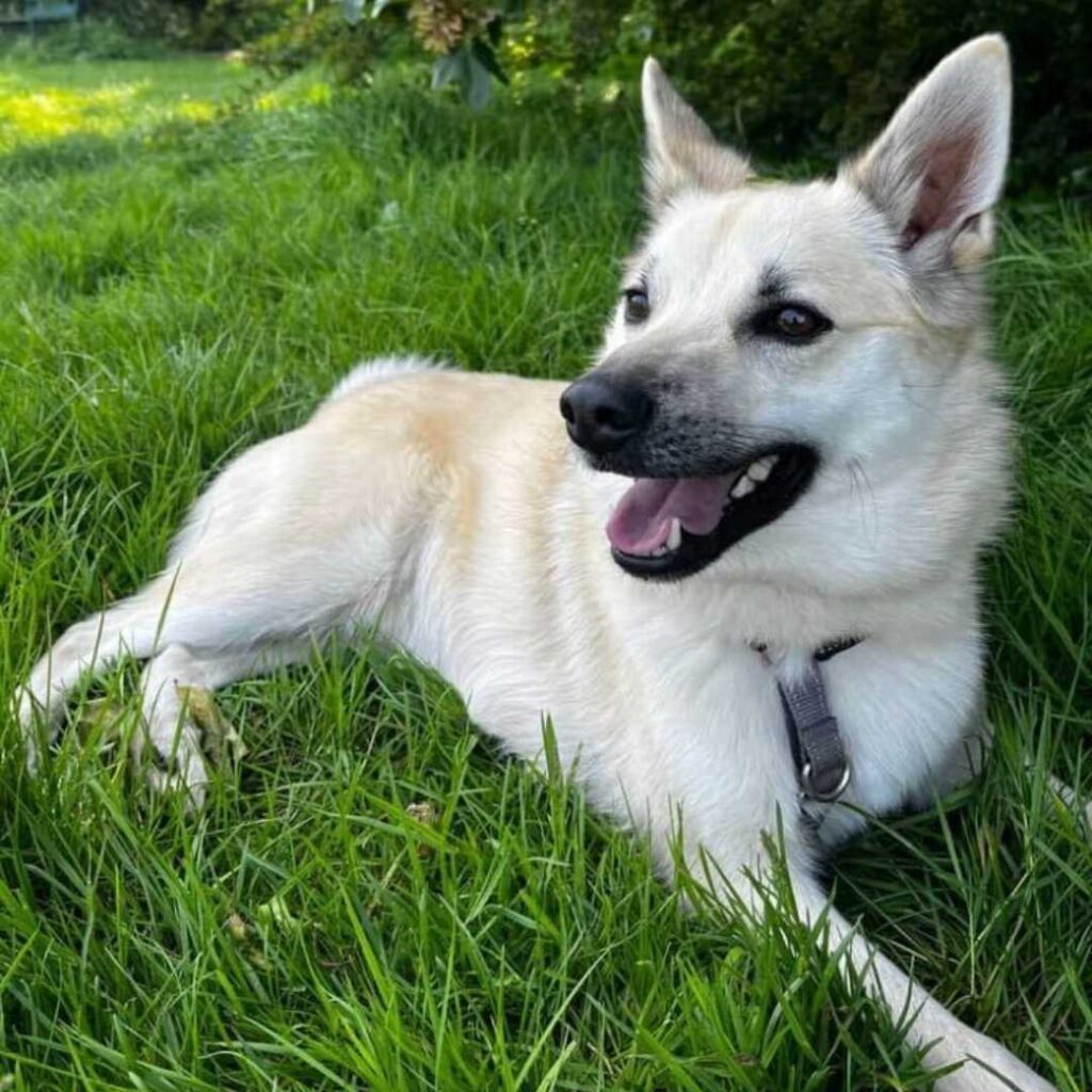 Norwegian Buhund with harness on lying in grass happily with mouth slightly open