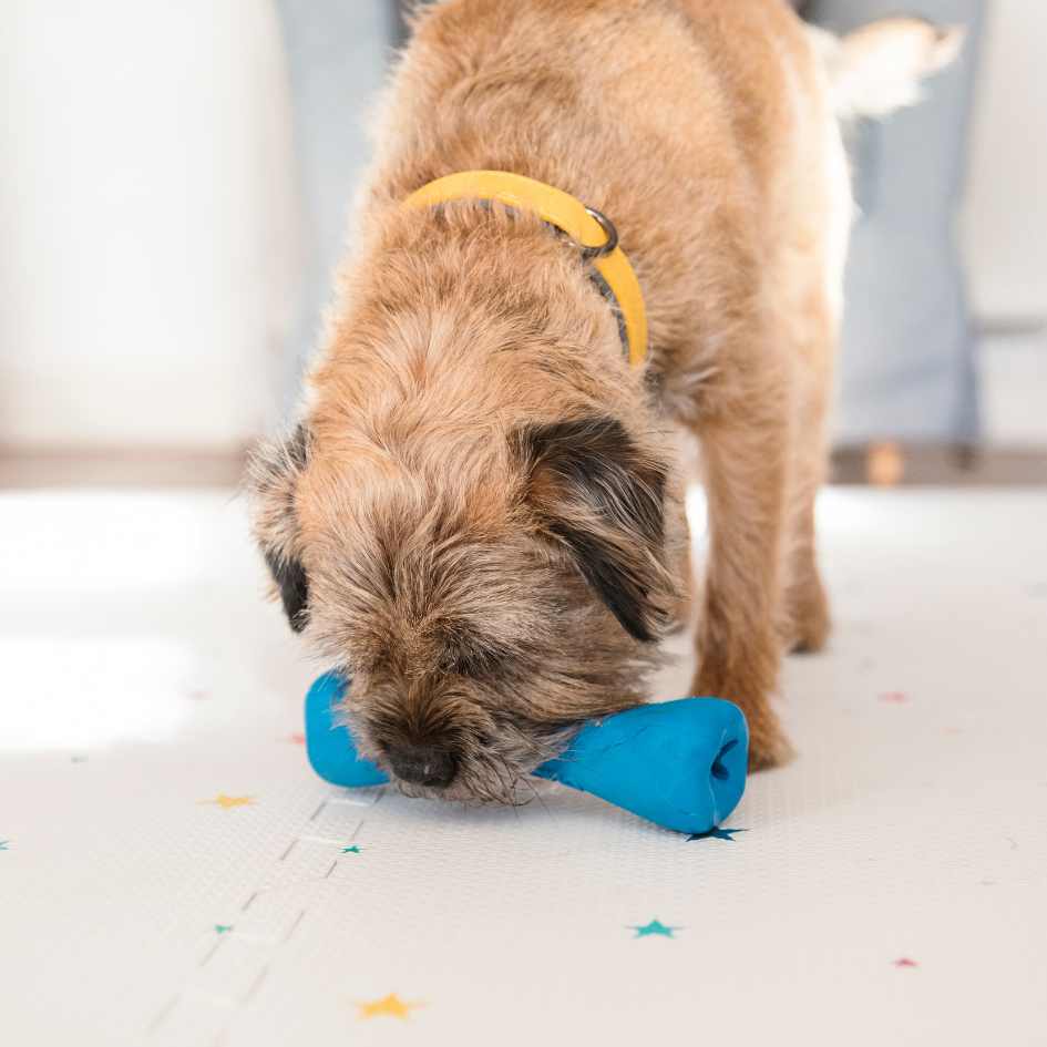 8 DIY Enrichment Games for the Canine Mind