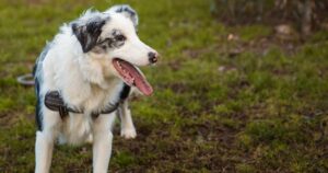 Blue Merle Border Collie standing in garden, excited, with mouth open looking to the right