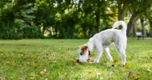 Parson Russell Terrier teenage dog off lead sniffing a patch of grass