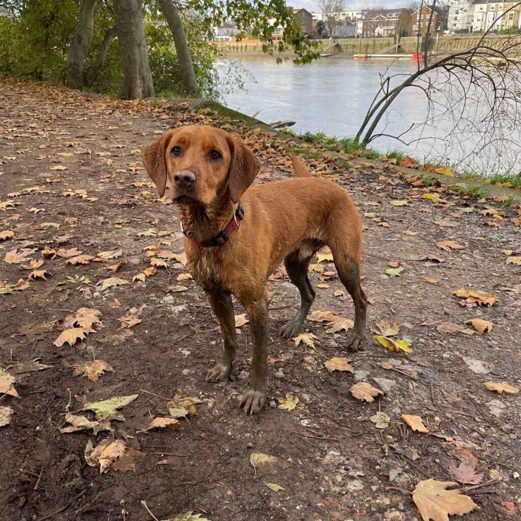 Red Labrador Cocker Spaniel cross teenage dog with mud coating his legs to the top looking at camera guility