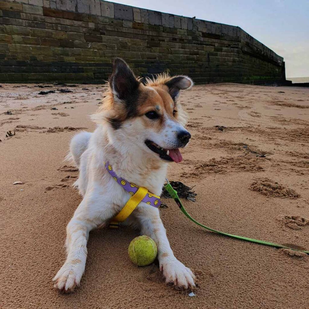 Rescue Collie cross breed lying down on a beach with a harness and long line attached, looking happy with tennis ball between front paws