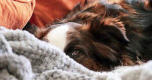 Border Collie curled up on sofa, peeking out from behind a blanket