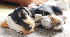 Wire Haired Dachshund asleep on floor cuddling teddy
