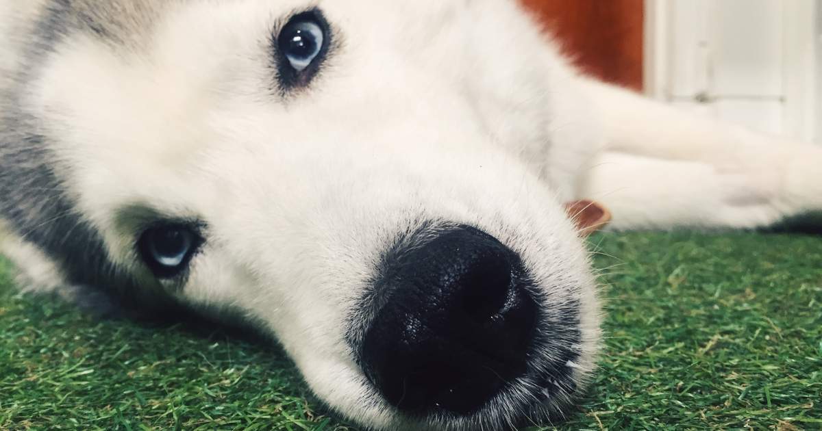 Husky close up lying on the floor looking into the camera