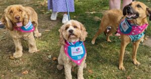 Three tails.com office dogs in the park, all wearing pink, blue and white Dementia UK and tails.com bandanas