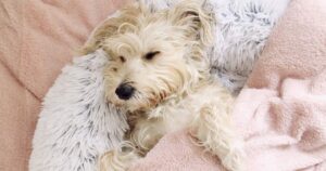 Schnauzer Jack Russell cross sleeping in a soft fleecey dog bed with a blanket