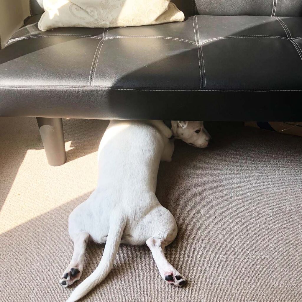 Jack Russell Staffy cross splooting under sofa