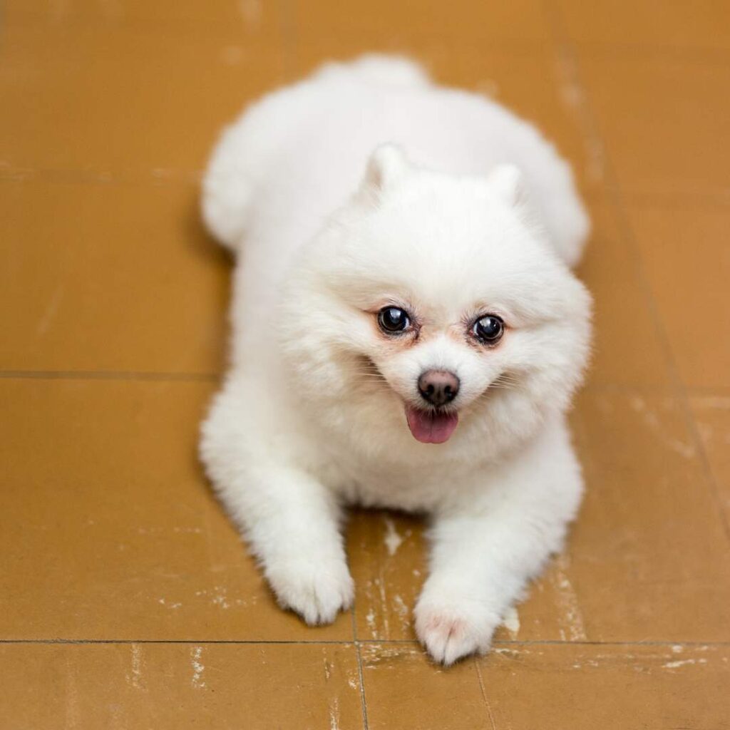 White Pomeranian lying on tiled floor
