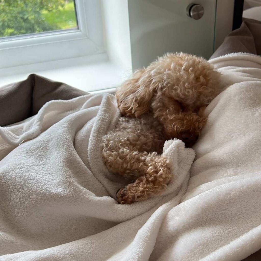 Miniature Poodle asleep on a bed, partially burrowed under blanket