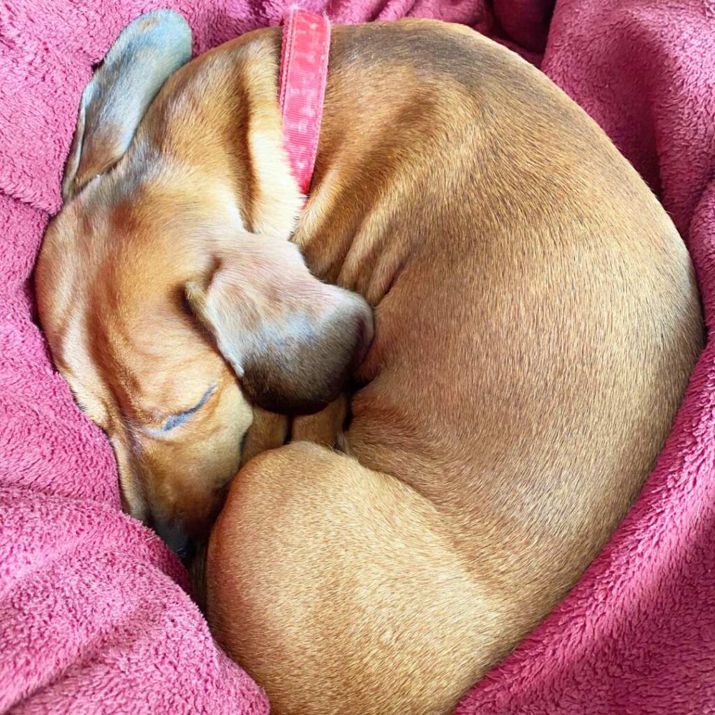 Dachshund curled up asleep in a croissant shape
