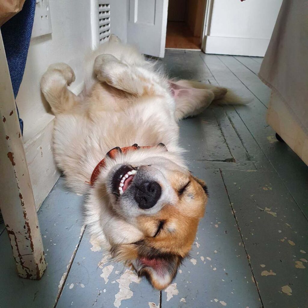 Rescue dog sleeping with belly upwards on wooden floor