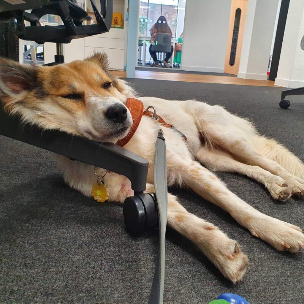 Rescue dog asleep in the tails.com office, head resting of the bottom of a chair and flopped on their side