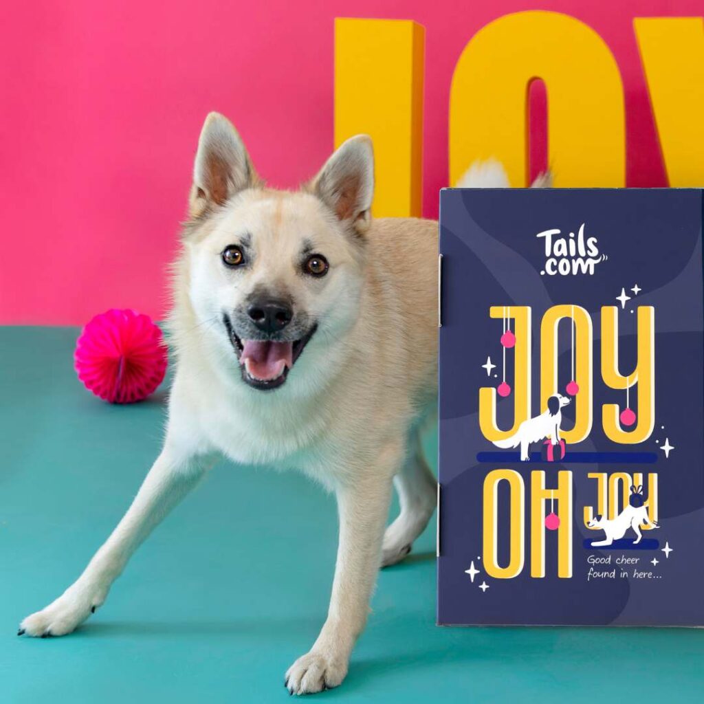 Norwegian buhund looking at camera with happy, excited face standing next to tails.com Christmas Countdown Advent Calendar