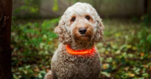 Cockapoo dog wearing orange light up colour for walking in the dark