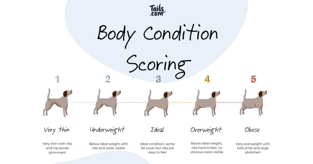 How to check your dog's body condition score 