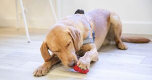 Red Labrador chewing a filled food toy