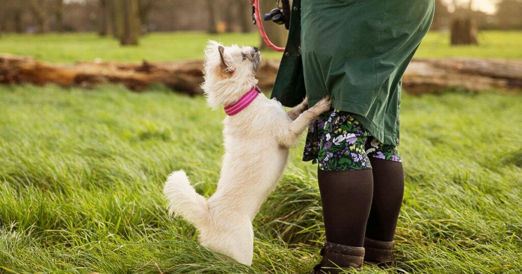 How can I stop my dog jumping up?