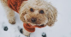 A poodle mix stands in the snow - what if they catch the sniffles?